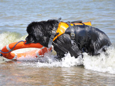 Newfoundland retrieving a life buoy