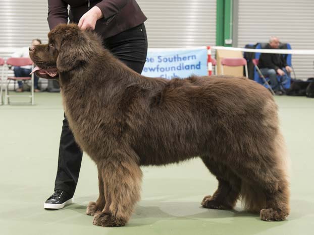 Winner of Special Open Brown Dog