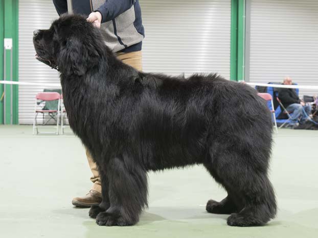 Winner of Special Open Black Dog