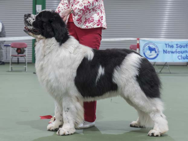 Winner of Special Open White & Black Dog