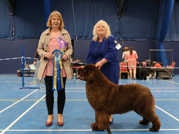 Best Brown in Show