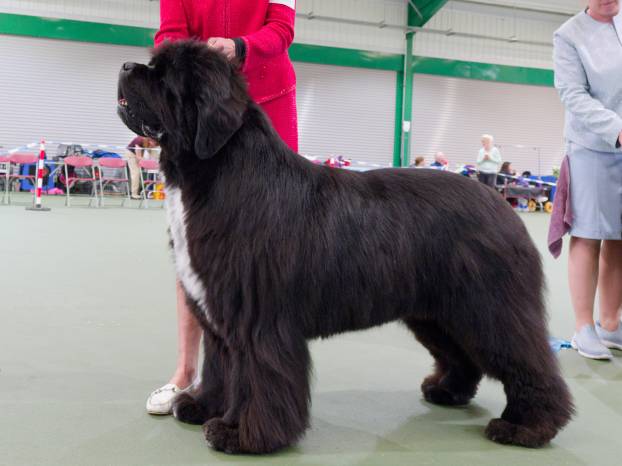 Winner of Special Open Black Dog