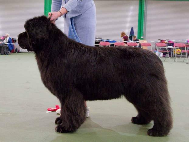 Winner of Veteran Bitch