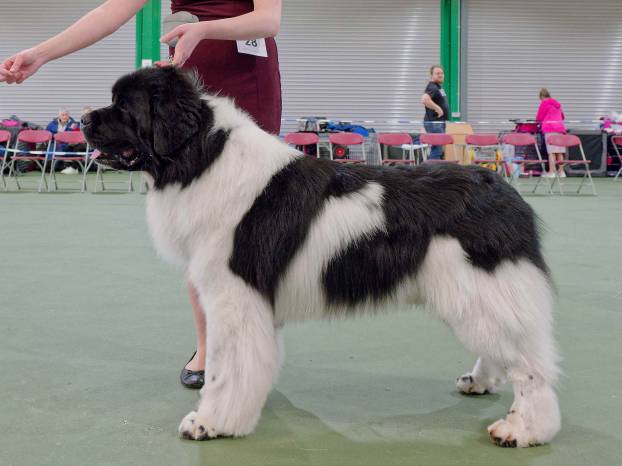 Winner of Veteran Dog