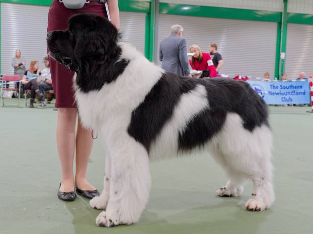 Winner of Special Open White & Black (Landseer) Dog