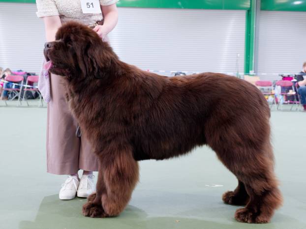 Winner of Special Yearling Dog