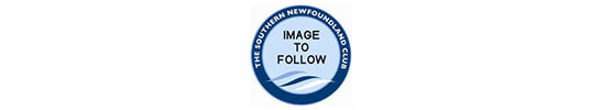 Photo to follow of the winner of Veteran Dog