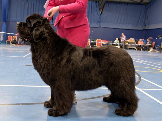 Winner of Open Dog