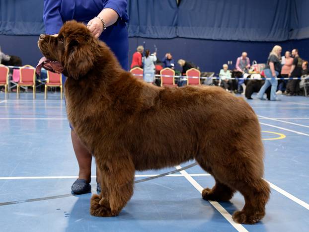 Winner of Special Open Brown Bitch