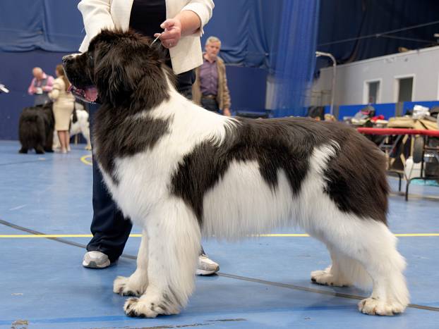 Winner of Post Graduate Dog