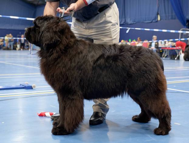 Winner of Puppy Bitch
