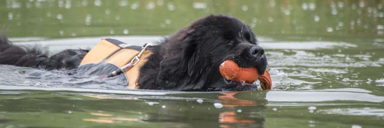 Newfoundland retrieving an object